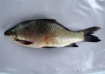 Record photograph for Labeo fimbriatus
